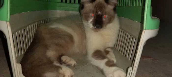 Gato raça Ragdoll e pelo curto americano idade 7 a 11 meses nome Gatão, gato e gatinh