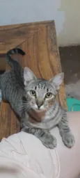 Gatão, gato e gatinh