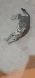 Gatão, gato e gatinh
