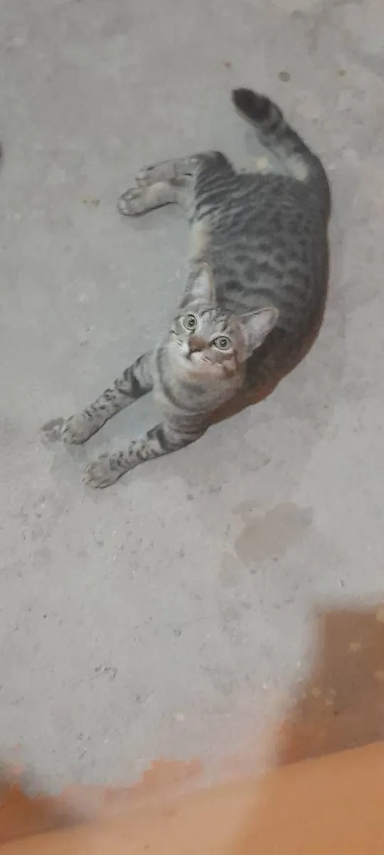 Gato raça Ragdoll e pelo curto americano idade 7 a 11 meses nome Gatão, gato e gatinh