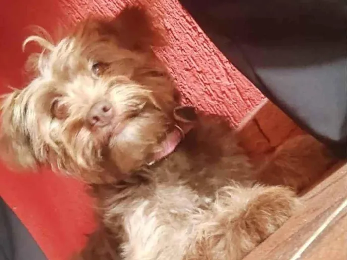 Cachorro raça Srd  idade 7 a 11 meses nome Mila 