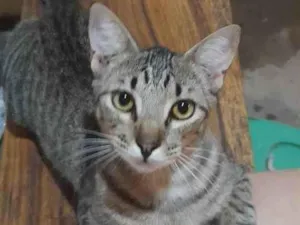 Gato raça Ragdoll e pelo curto americano idade 7 a 11 meses nome Gatão, gato e gatinh