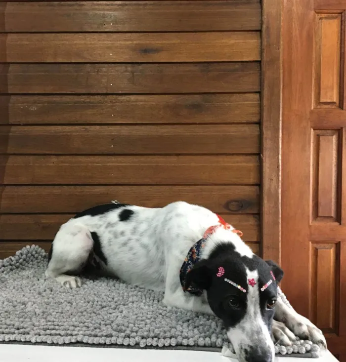 Cachorro raça SRD idade 1 ano nome Frida