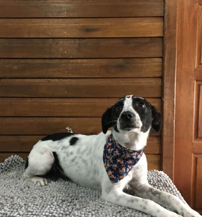 Cachorro raça SRD idade 1 ano nome Frida