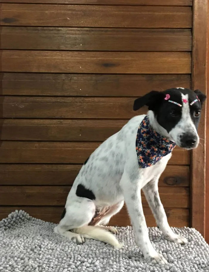 Cachorro raça SRD idade 1 ano nome Frida