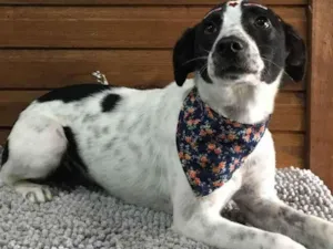 Cachorro raça SRD idade 1 ano nome Frida