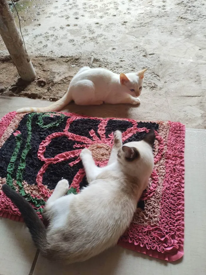 Gato raça Raça indefinida  idade 2 a 6 meses nome Branquinho e Pintada