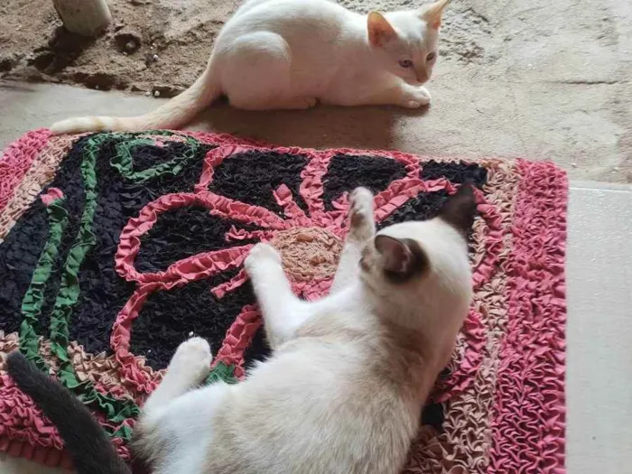 Gato raça Raça indefinida  idade 2 a 6 meses nome Branquinho e Pintada