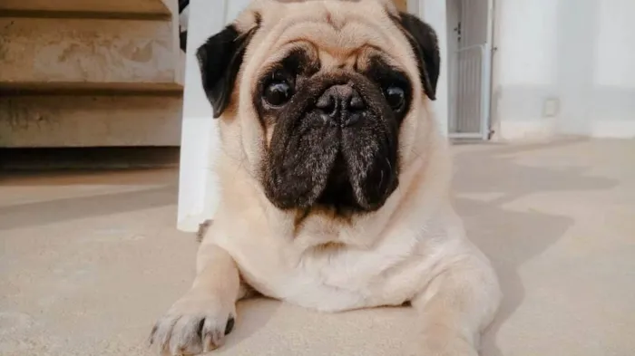 Cachorro ra a Pug idade 6 ou mais anos nome Kadu