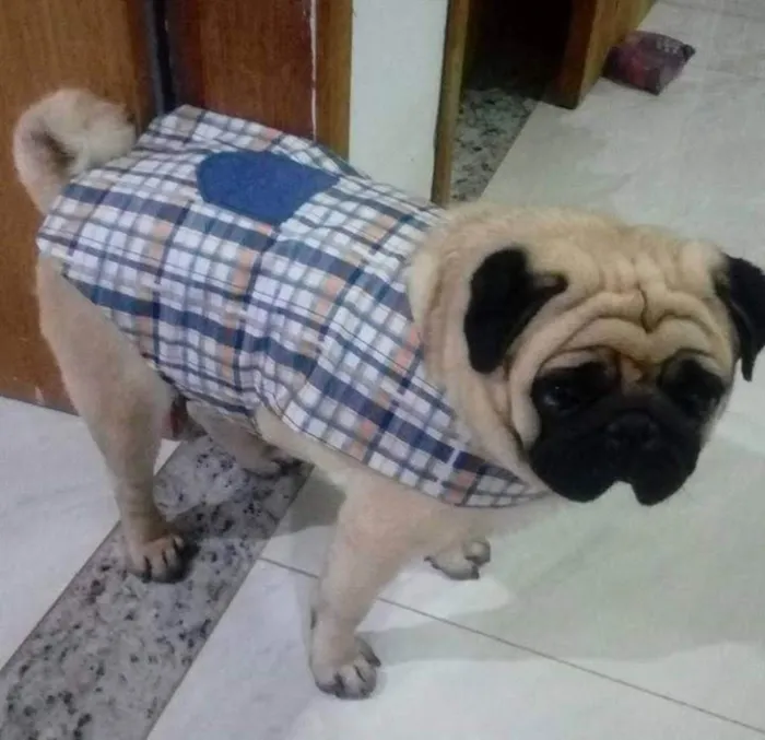 Cachorro ra a Pug idade 6 ou mais anos nome Kadu