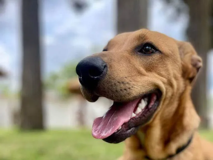 Cachorro raça SRD idade 7 a 11 meses nome Billy Paul