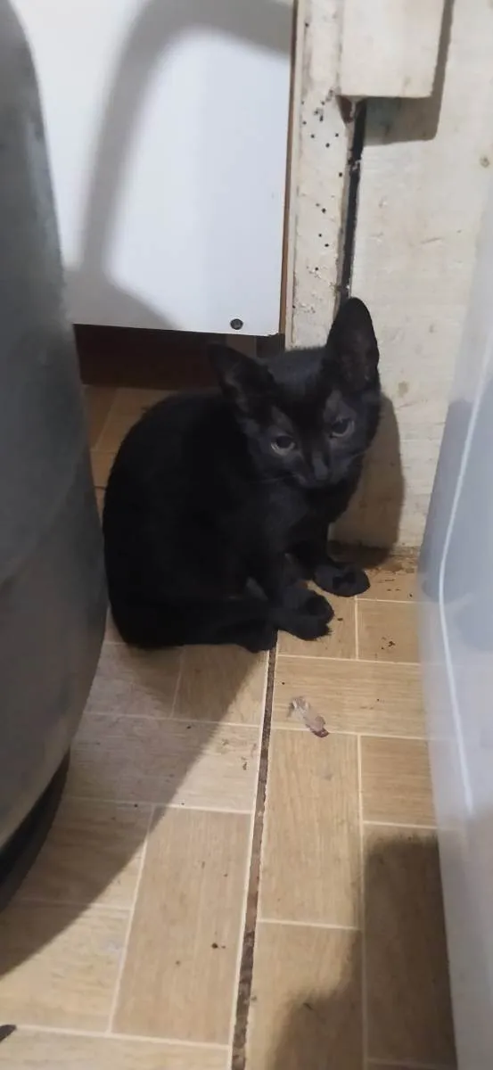 Gato ra a Filhotes de siamês com os raça idade 2 a 6 meses nome Tales, shadow, mocin