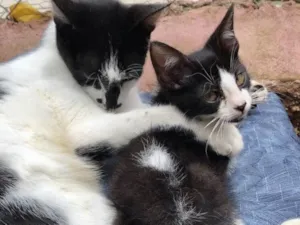 Gato raça Srd idade 2 a 6 meses nome Lana e Tim