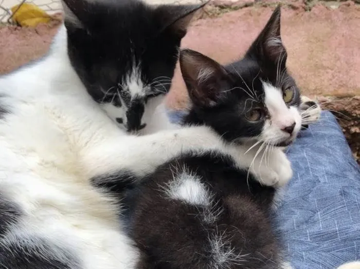 Gato raça Srd idade 2 a 6 meses nome Lana e Tim