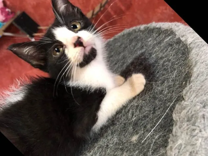 Gato raça Srd idade 2 a 6 meses nome Lana e Tim