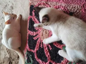 Gato raça Raça indefinida  idade 2 a 6 meses nome Branquinho e Pintada