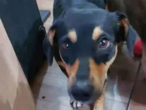 Cachorro raça Husk siberian  idade 1 ano nome Zeus