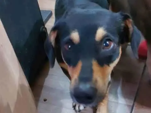 Cachorro ra a Husk siberian  idade 1 ano nome Zeus