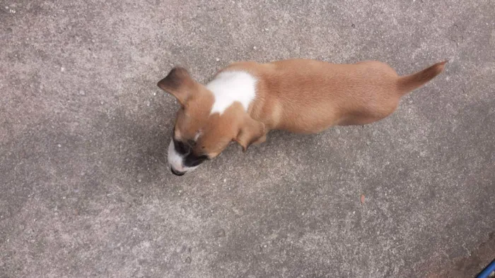 Cachorro ra a SHOW SHOW COM PASTOR ALEMÃO  idade Abaixo de 2 meses nome Sem nome 