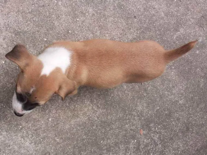 Cachorro ra a SHOW SHOW COM PASTOR ALEMÃO  idade Abaixo de 2 meses nome Sem nome 