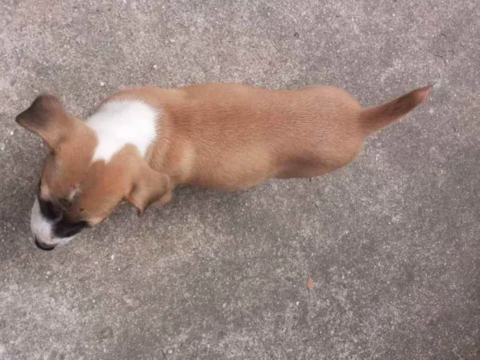 Cachorro ra a SHOW SHOW COM PASTOR ALEMÃO  idade Abaixo de 2 meses nome Sem nome 