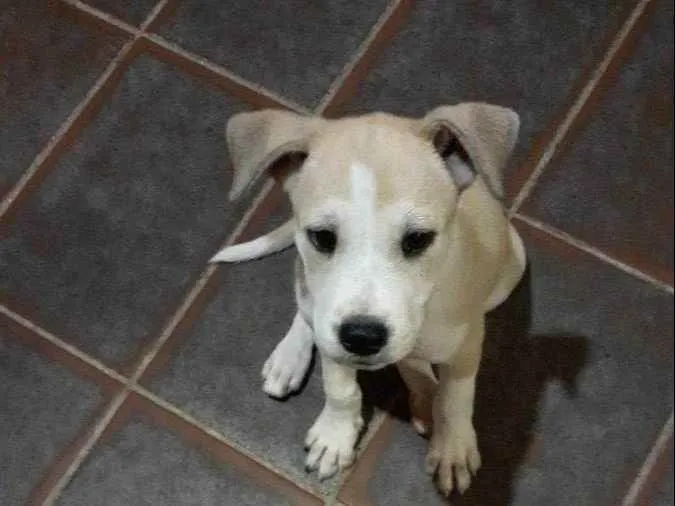 Cachorro raça SHOW SHOW COM PASTOR ALEMÃO  idade Abaixo de 2 meses nome Sem nome 