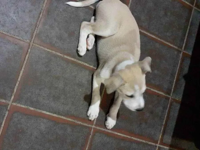 Cachorro raça SHOW SHOW COM PASTOR ALEMÃO  idade Abaixo de 2 meses nome Sem nome 