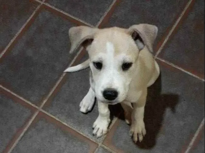 Cachorro raça SHOW SHOW COM PASTOR ALEMÃO  idade Abaixo de 2 meses nome Sem nome 