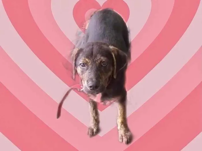 Cachorro raça Srd idade 2 a 6 meses nome Ricky bb4meses lindo