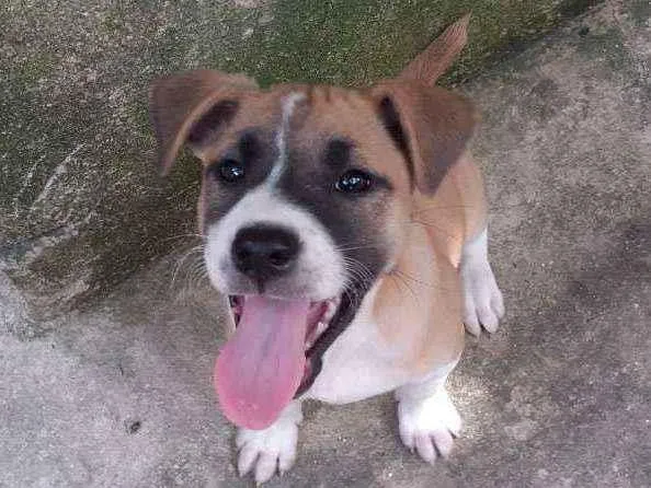 Cachorro ra a SHOW SHOW COM PASTOR ALEMÃO  idade Abaixo de 2 meses nome Sem nome 