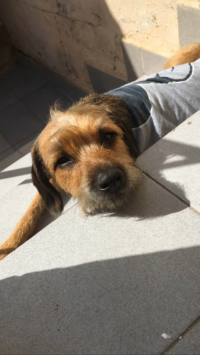 Cachorro ra a Não definida  idade 1 ano nome Max