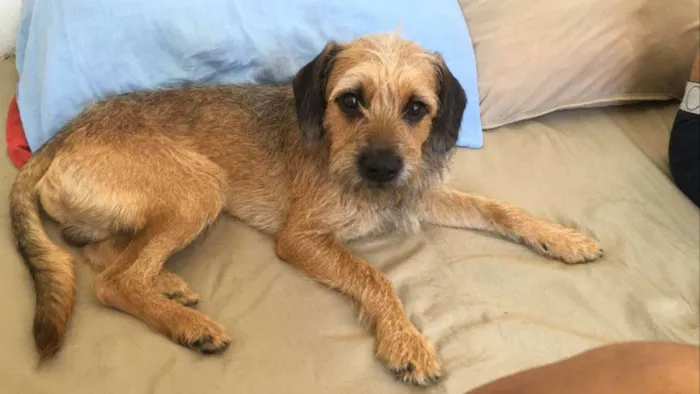 Cachorro ra a Não definida  idade 1 ano nome Max