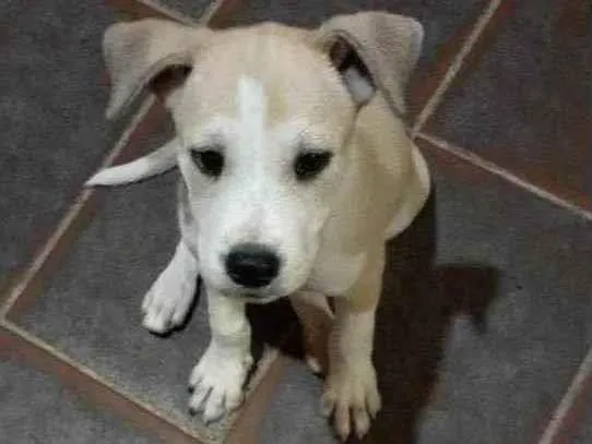 Cachorro raça SHOW SHOW COM PASTOR ALEMÃO  idade Abaixo de 2 meses nome Sem nome 