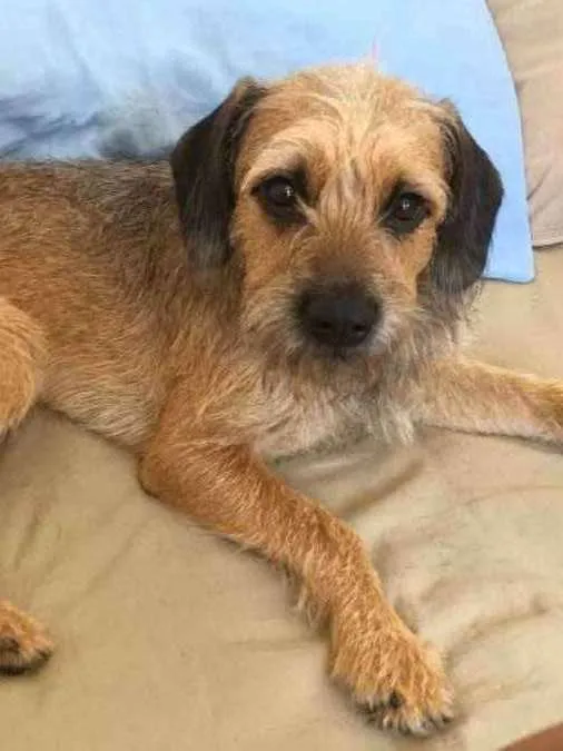 Cachorro ra a Não definida  idade 1 ano nome Max