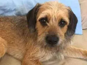 Cachorro raça Não definida  idade 1 ano nome Max