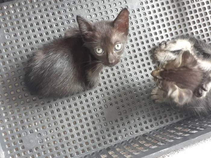 Gato raça Não definida  idade Abaixo de 2 meses nome Sem nome 