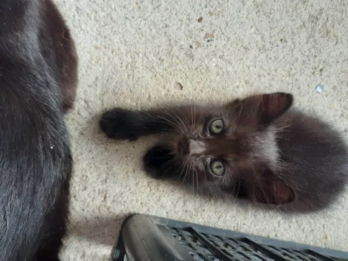 Gato raça Não definida  idade Abaixo de 2 meses nome Sem nome 