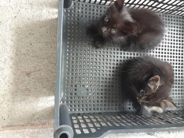 Gato raça Não definida  idade Abaixo de 2 meses nome Sem nome 