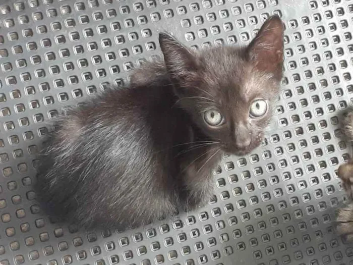 Gato raça Não definida  idade Abaixo de 2 meses nome Sem nome 