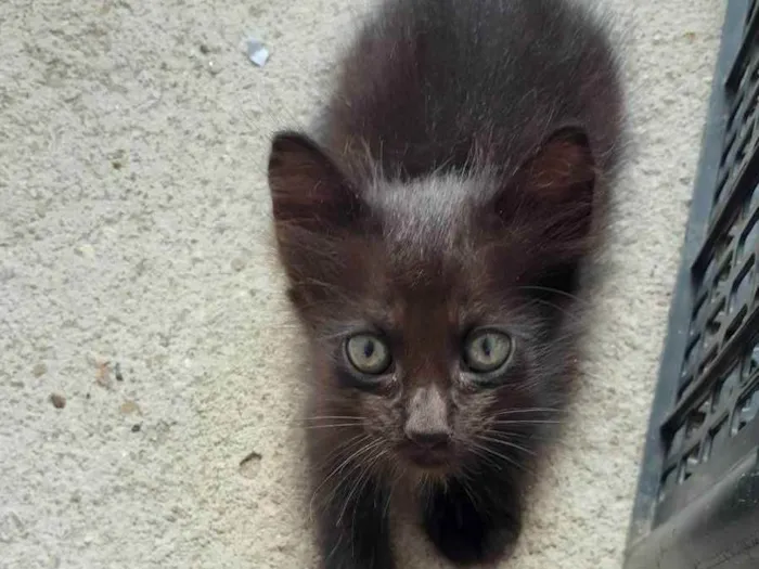 Gato raça Não definida  idade Abaixo de 2 meses nome Sem nome 