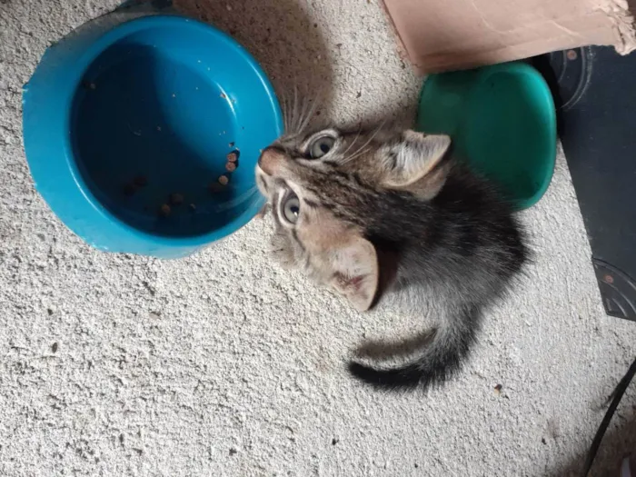 Gato ra a Não definida  idade Abaixo de 2 meses nome Sem nome 