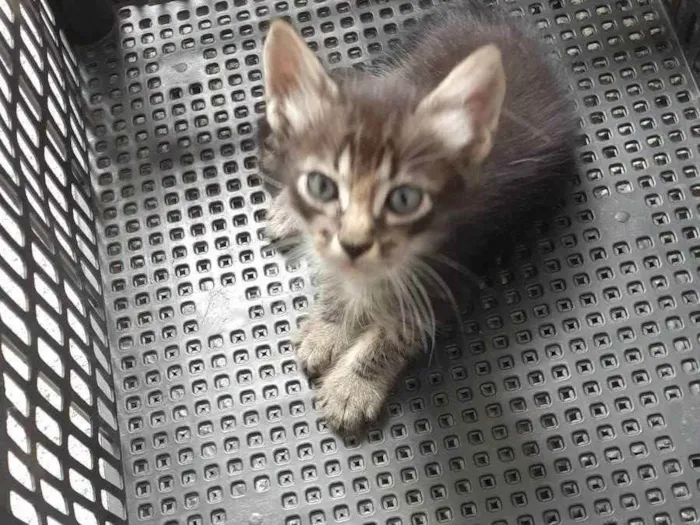 Gato ra a Não definida  idade Abaixo de 2 meses nome Sem nome 