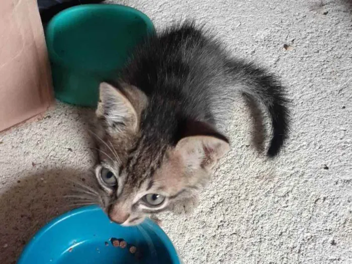 Gato ra a Não definida  idade Abaixo de 2 meses nome Sem nome 