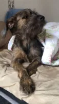 Princesa 