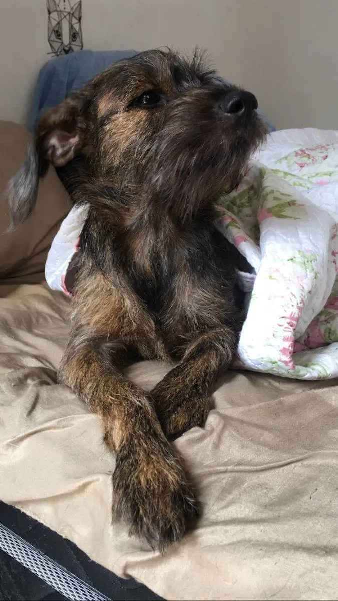 Cachorro ra a Não definida  idade 1 ano nome Princesa 