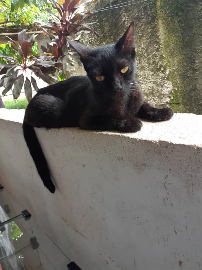 Gato ra a Não definida  idade 1 ano nome Pandora 