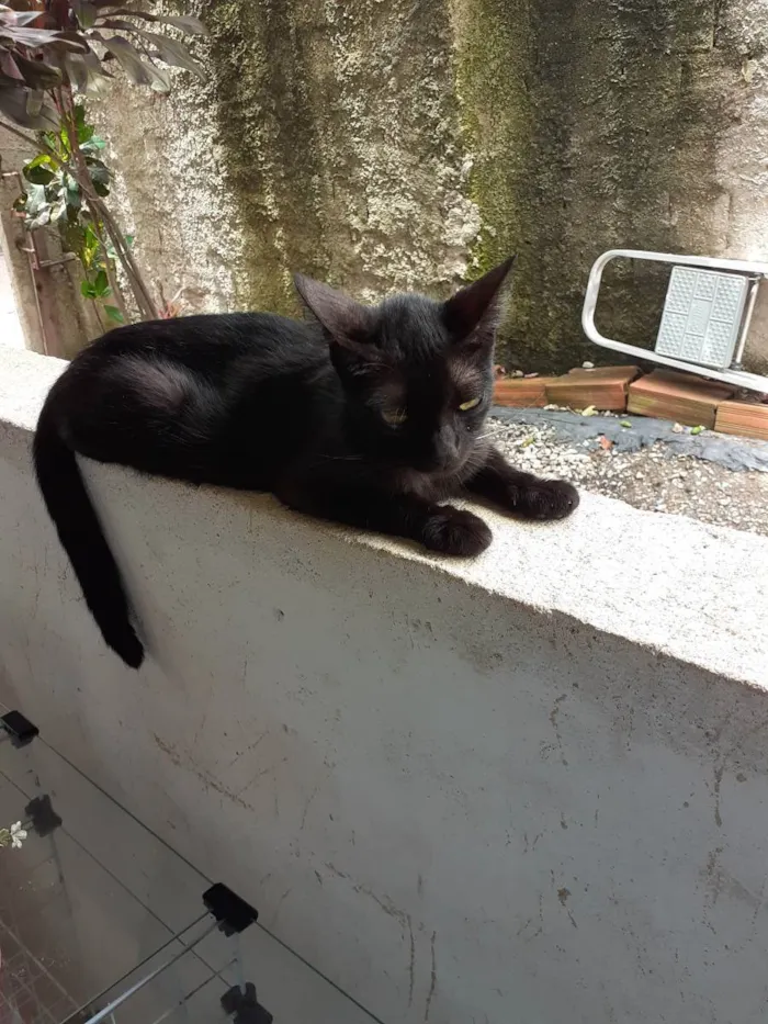 Gato ra a Não definida  idade 1 ano nome Pandora 