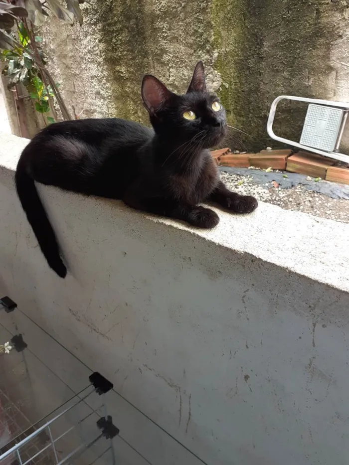 Gato ra a Não definida  idade 1 ano nome Pandora 