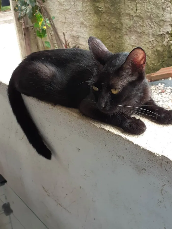 Gato ra a Não definida  idade 1 ano nome Pandora 