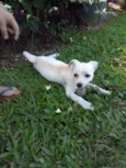 Bolinha 